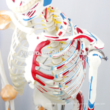 SKELETON03-1 (12363-1) squelette médical médical de taille de la vie de la science médicale avec des muscles et des ligaments, modèle de squelette de 170cm